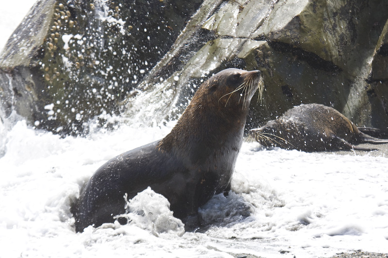 New Zealand Fur Sealions In Surf